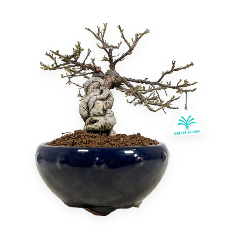 Cotoneaster Horizontalis - 25 cm