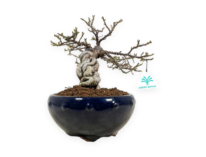 Cotoneaster Horizontalis - Cotognastro - 25 cm