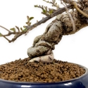 Cotoneaster Horizontalis - 25 cm