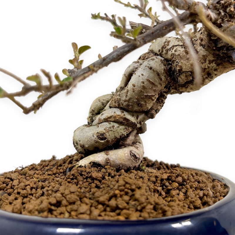 Cotoneaster Horizontalis - 25 cm
