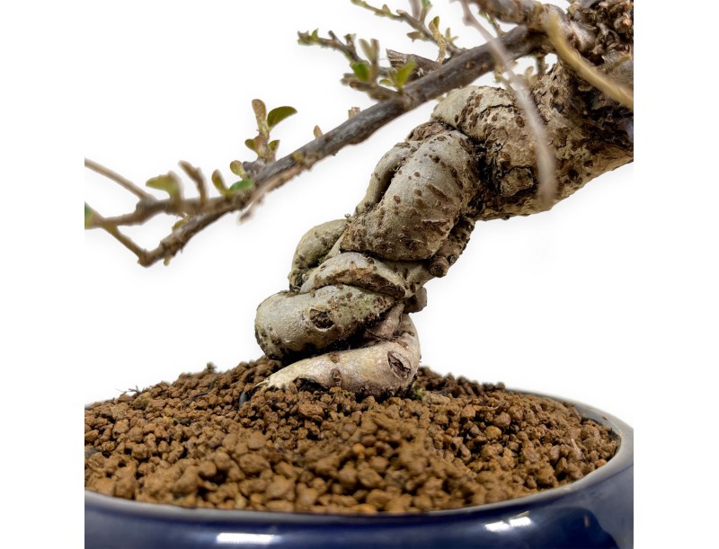 Cotoneaster Horizontalis - Cotognastro - 25 cm