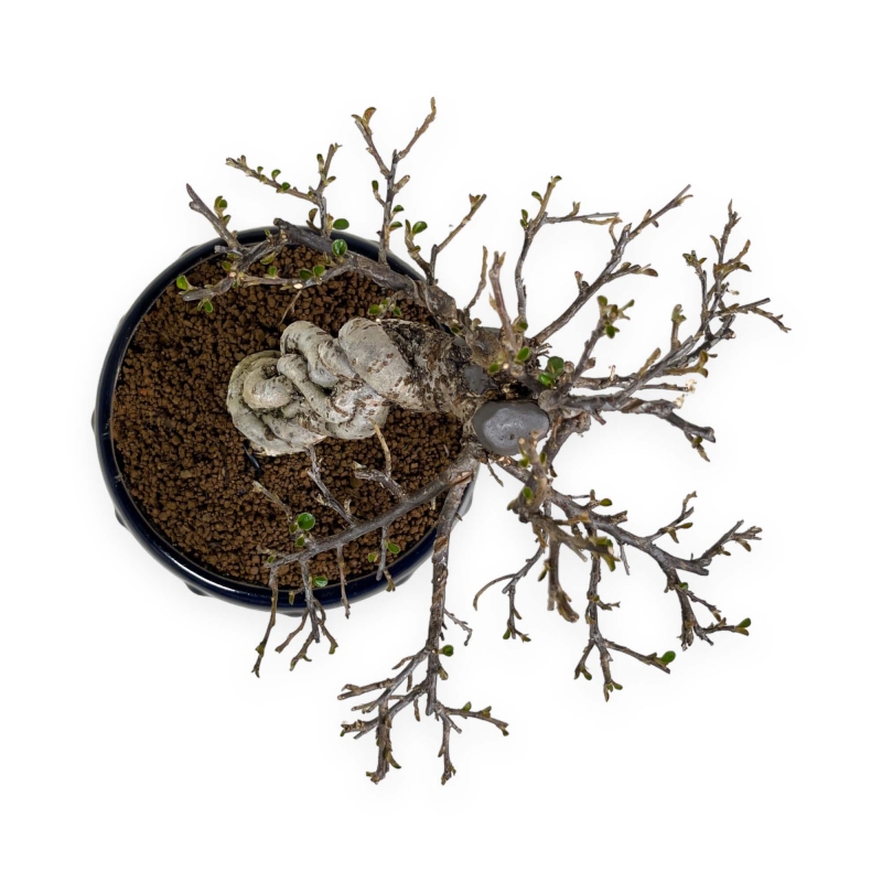 Cotoneaster Horizontalis - 25 cm