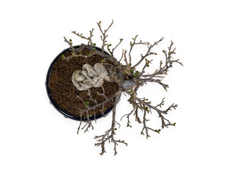 Cotoneaster Horizontalis - 25 cm