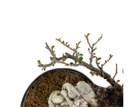 Cotoneaster Horizontalis - 25 cm