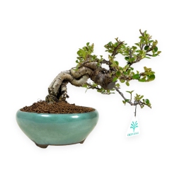 Cotoneaster Horizontalis - Cotognastro - 18 cm