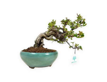 Cotoneaster Horizontalis - 18 cm