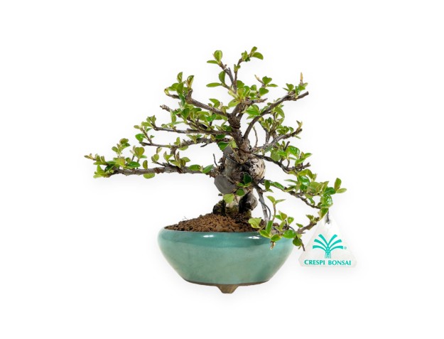 Cotoneaster Horizontalis - 18 cm 2