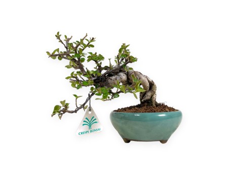 Cotoneaster Horizontalis - 18 cm