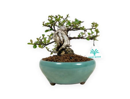 Cotoneaster Horizontalis - 18 cm