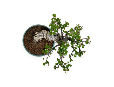 Cotoneaster Horizontalis - 18 cm