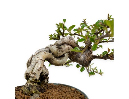 Cotoneaster Horizontalis - 18 cm