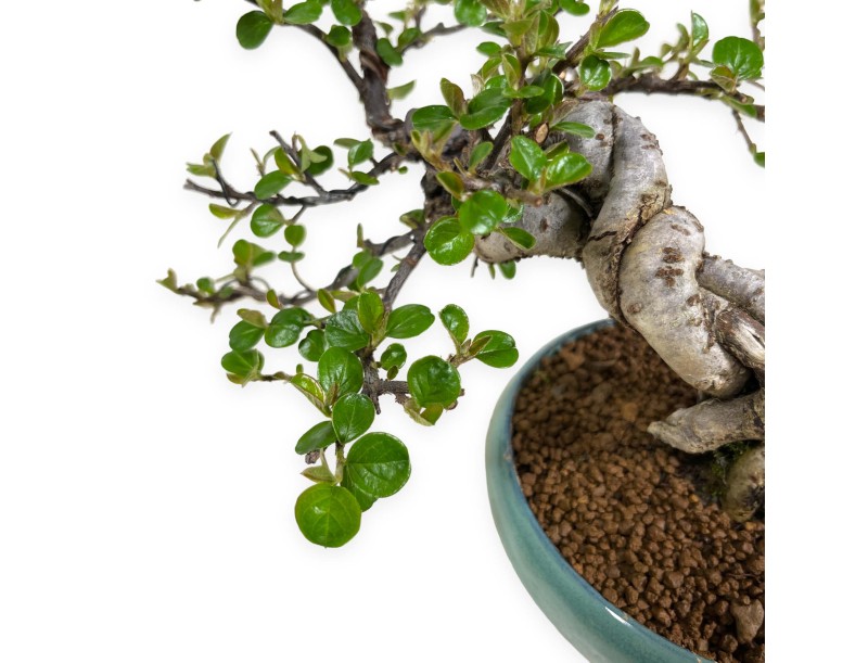 Cotoneaster Horizontalis - 18 cm