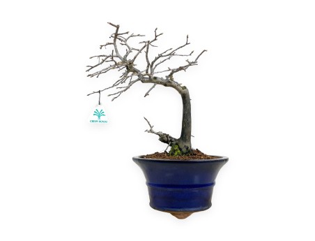 Diospyros kaki - Caqui - 34 cm