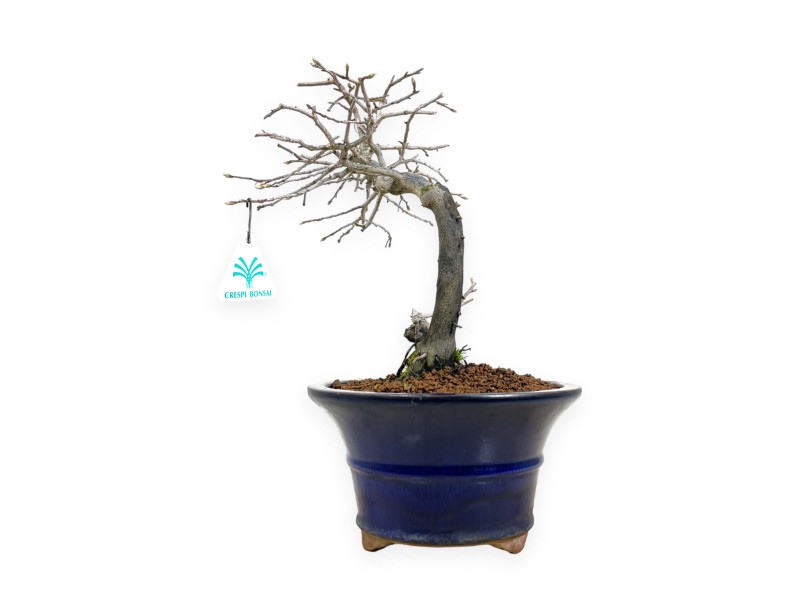 Diospyros kaki - Caqui - 34 cm