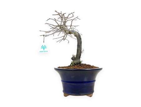 Diospyros kaki - Caqui - 34 cm