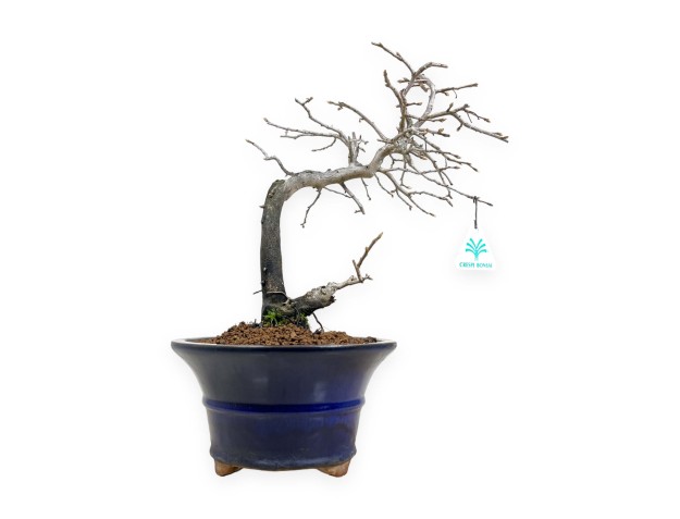 Diospyros kaki - Caqui - 34 cm 2