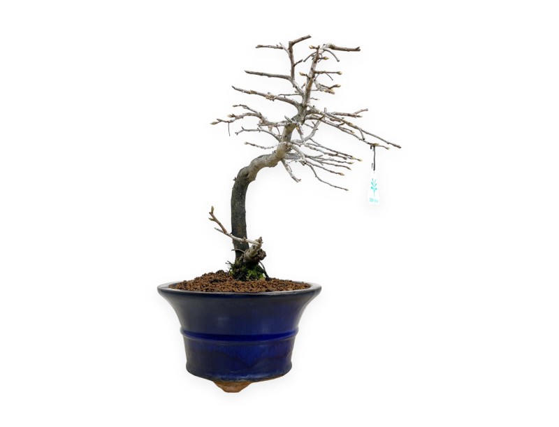 Diospyros kaki - Caqui - 34 cm