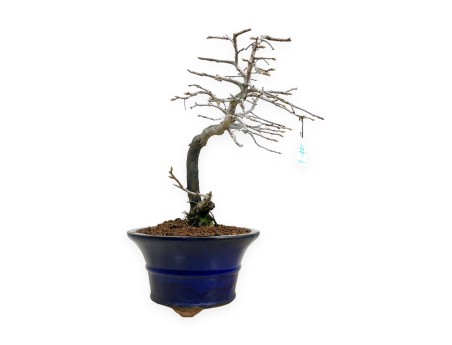 Diospyros kaki - Caqui - 34 cm