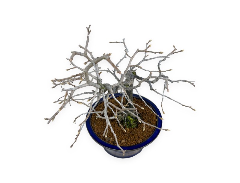 Diospyros kaki - Caqui - 34 cm