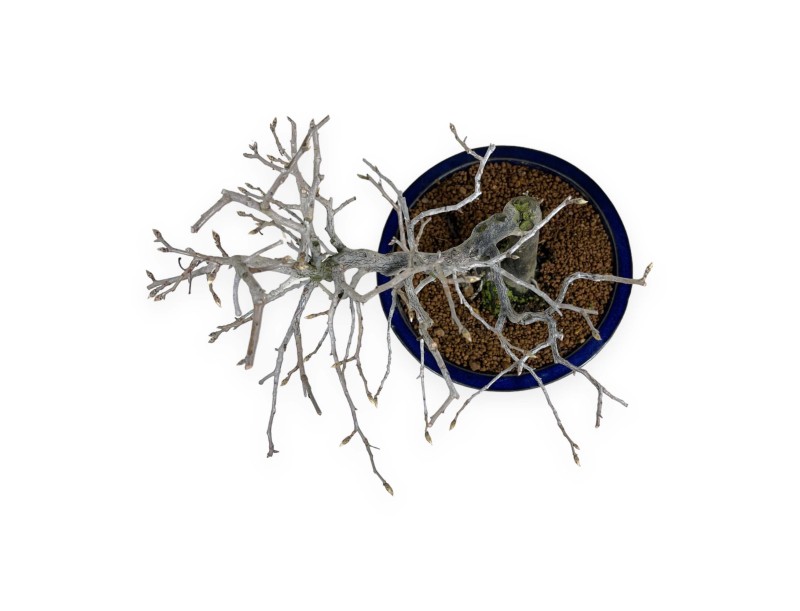Diospyros kaki - Caqui - 34 cm