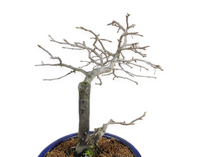 Diospyros kaki - Caqui - 34 cm