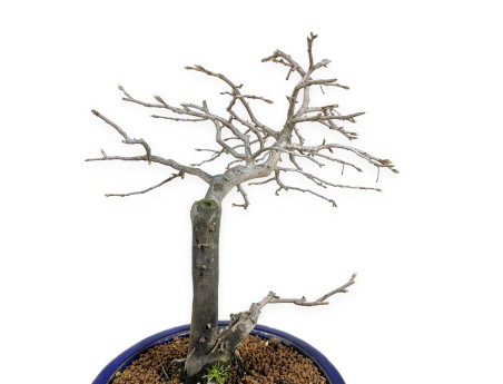Diospyros kaki - Caqui - 34 cm
