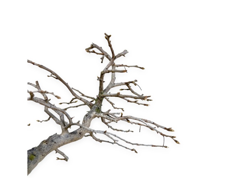 Diospyros kaki - Caqui - 34 cm