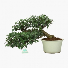 Trachelospermum asiaticum - 26 cm