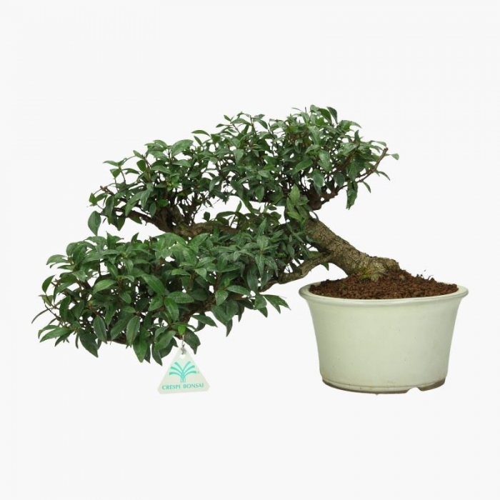 Trachelospermum asiaticum - 26 cm