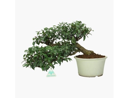 Trachelospermum asiaticum - 26 cm