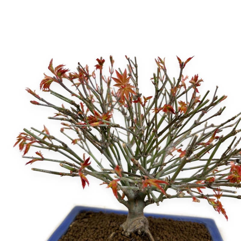 Acer Palmatum Kiohimei - Maple - 29 cm
