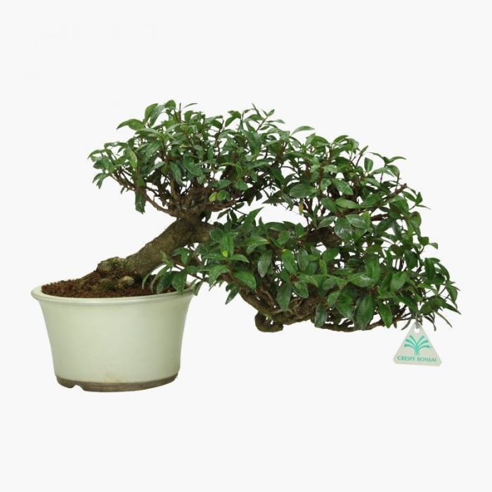 Trachelospermum asiaticum - 26 cm