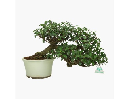 Trachelospermum asiaticum - 26 cm