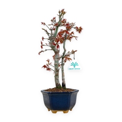 Acer palmatum viridis - érable - 33 cm
