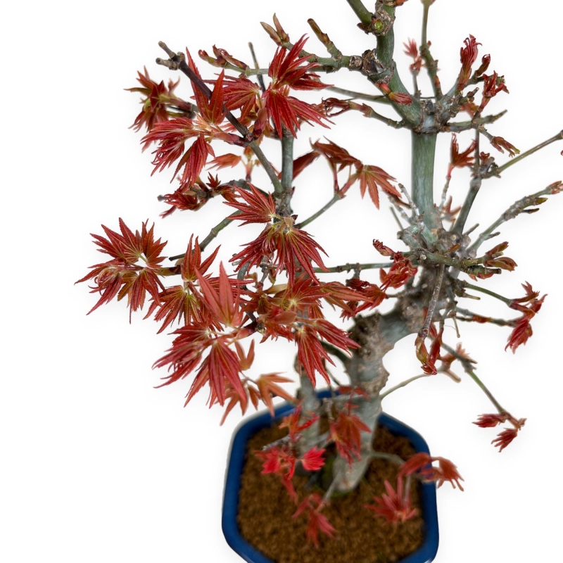 Acer palmatum viridis - acero - 33 cm