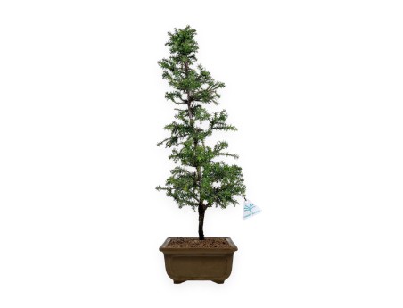 Cryptomeria japonica - 54 cm