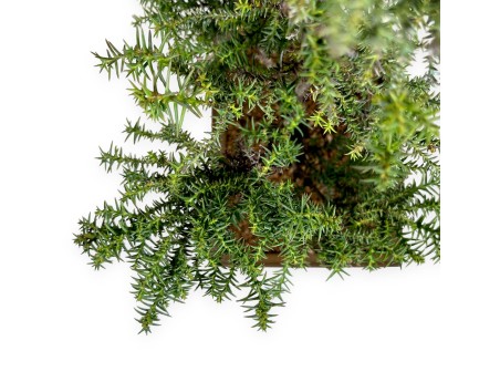 Cryptomeria japonica - 54 cm