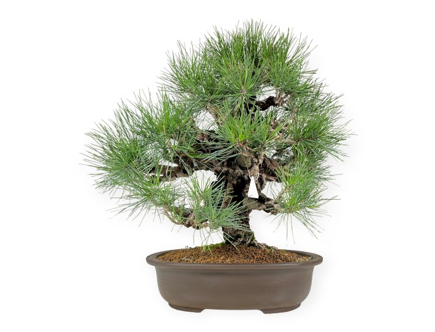 Pinus thunbergii - Black pine - 61 cm