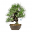 Pinus thunbergii - Black pine - 61 cm