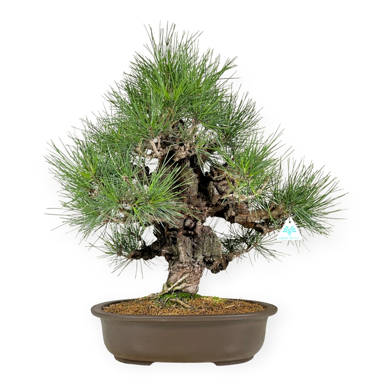 Pinus thunbergii - Pino nero - 61 cm