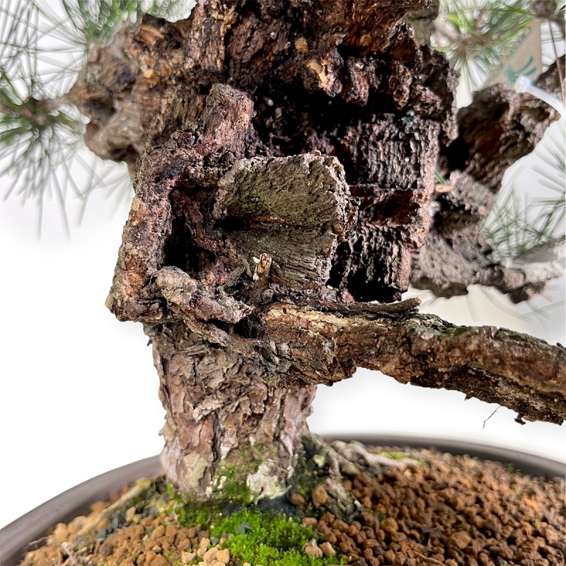 Pinus thunbergii - Black pine - 61 cm