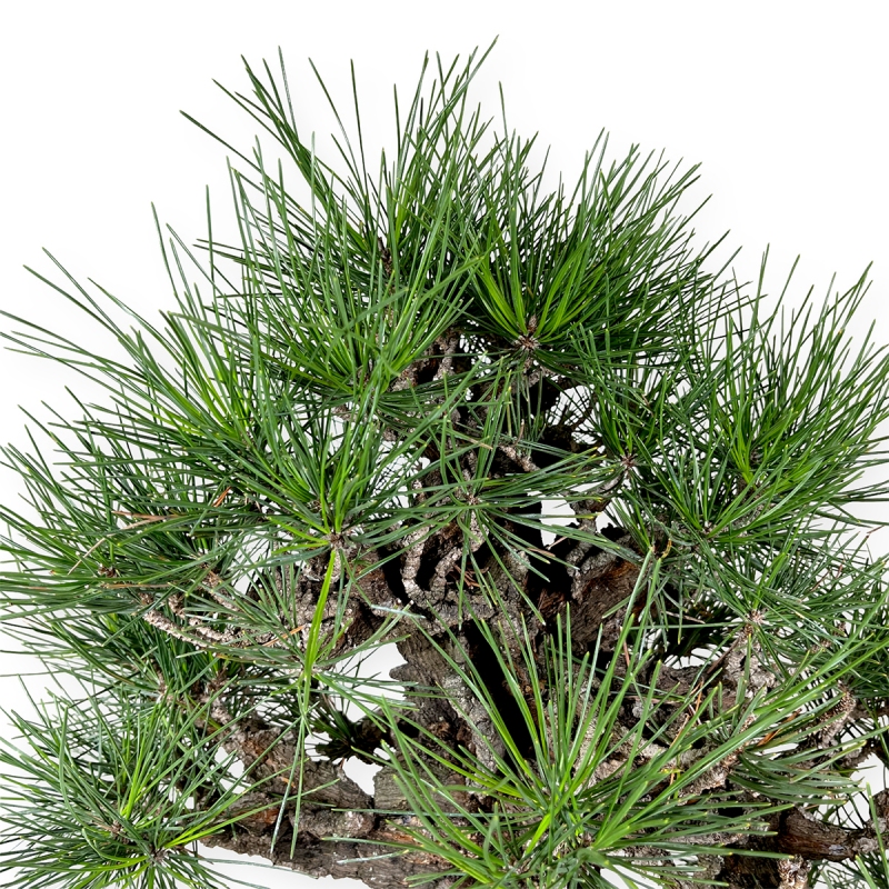Pinus thunbergii - Pin noir - 61 cm