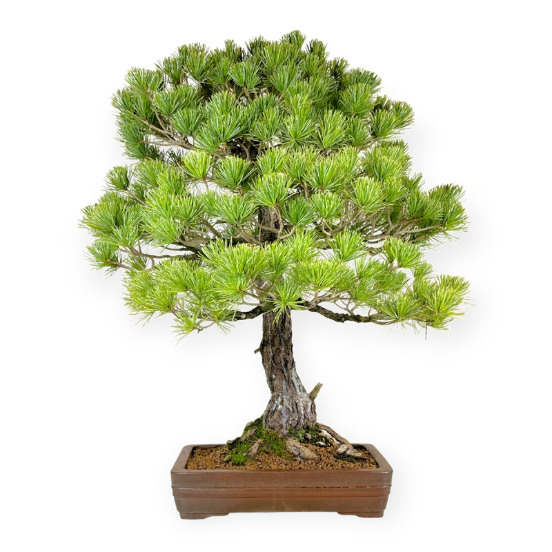 Pinus pentaphylla - Pine five needles - 69 cm