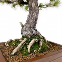 Pinus pentaphylla - Pin à cinq aiguilles - 69 cm