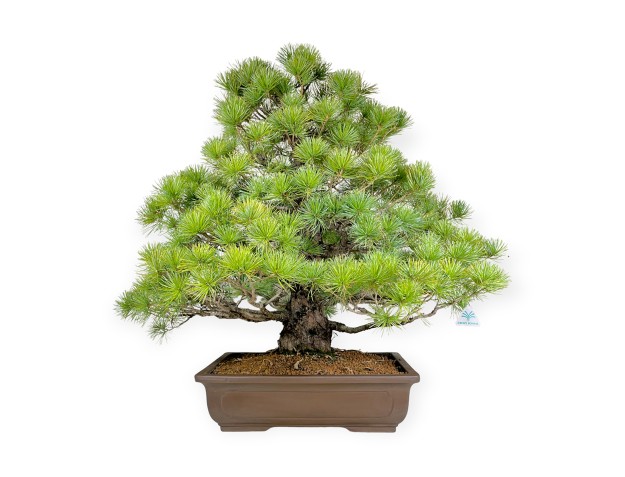 Pinus pentaphylla - Kiefer - 83 cm