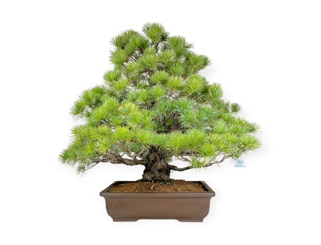 Pinus pentaphylla - Kiefer - 83 cm