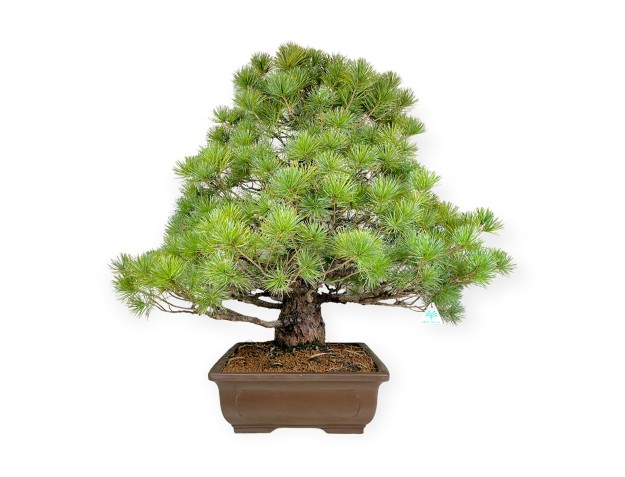 Pinus pentaphylla - Den - 83 cm 2