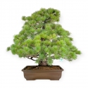 Pinus pentaphylla - Pin à cinq aiguilles - 83 cm