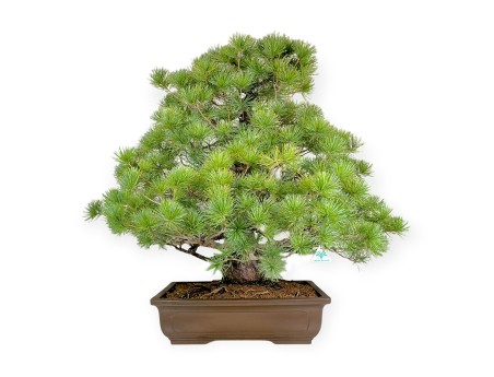 Pinus pentaphylla - Kiefer - 83 cm