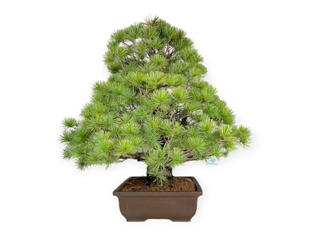 Pinus pentaphylla - Pino - 83 cm